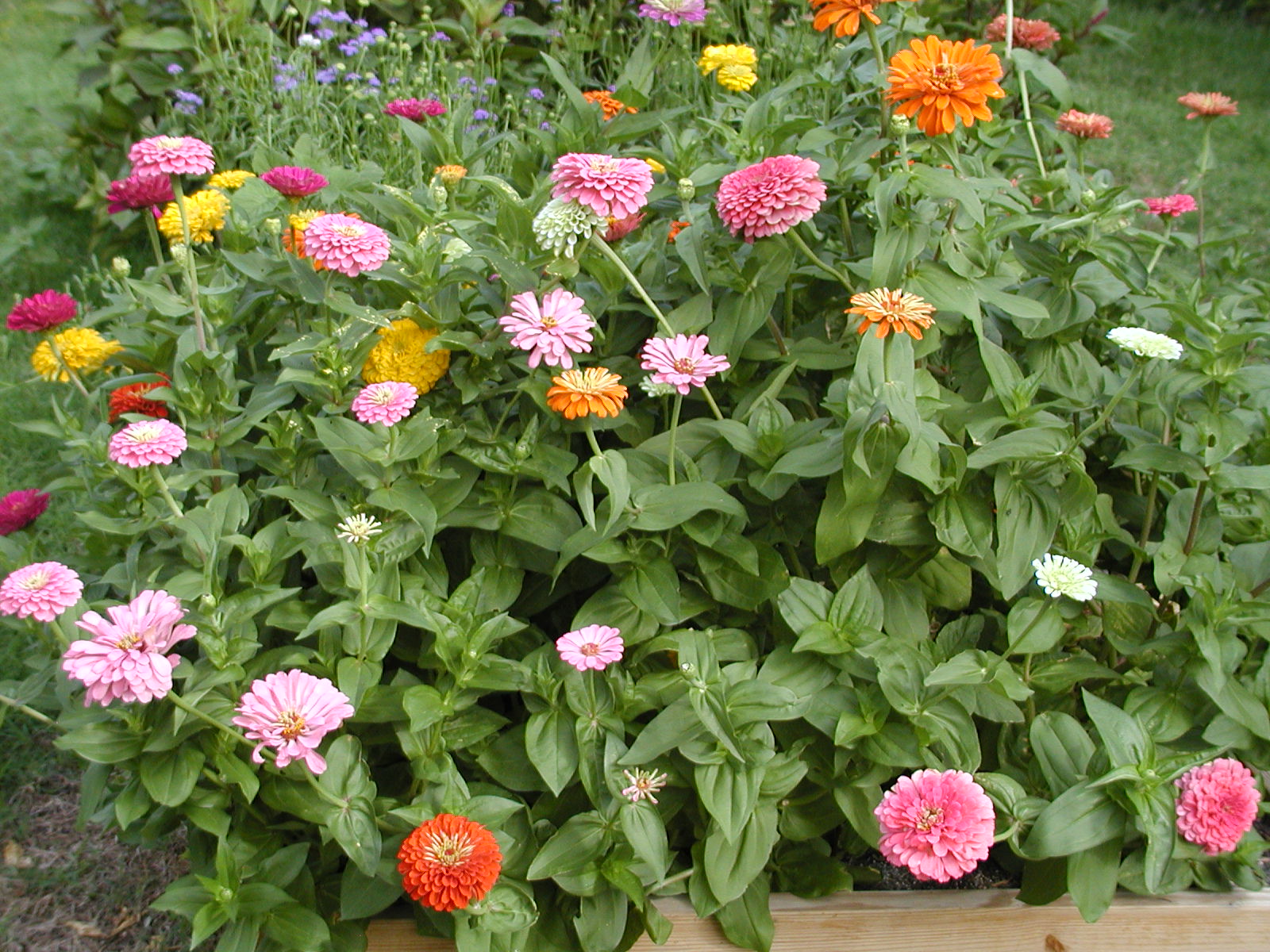 Gene's Garden Cutting Garden