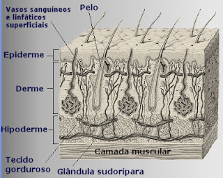 Camadas da pele