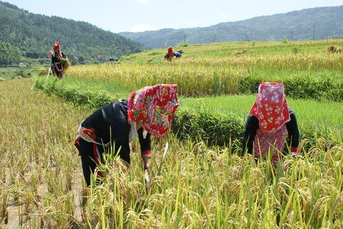 Kết quả hình ảnh cho làm nương rẫy người Dao