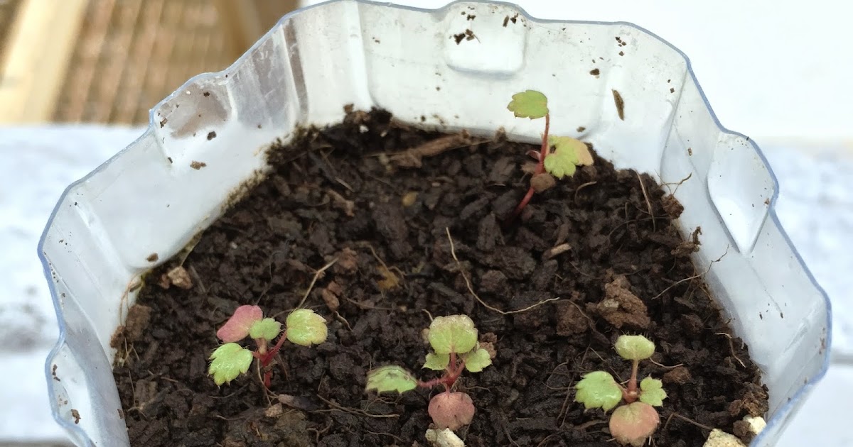 SG My Garden Is Good Strawberry seedling leaves turn red