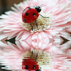 ladybugs--they are GOODLUCK