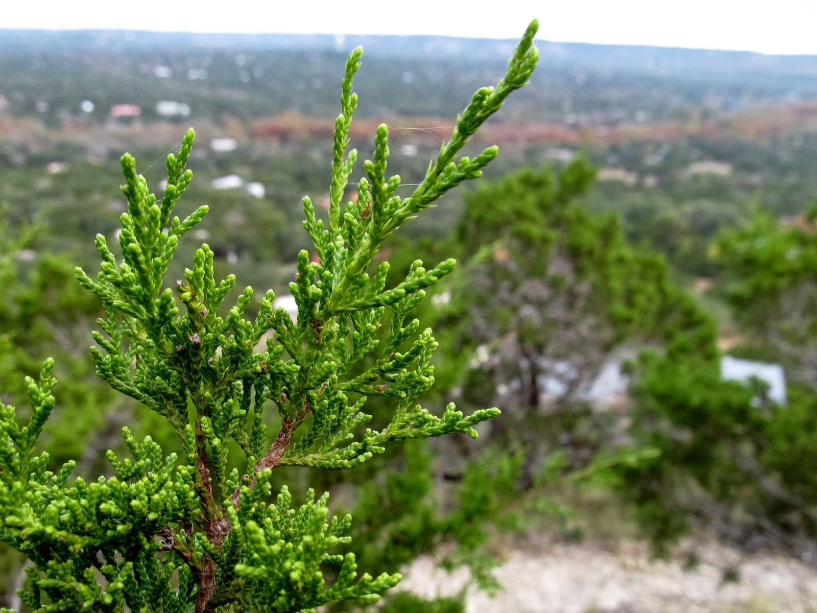 A Cozy Bee Cedar Fever
