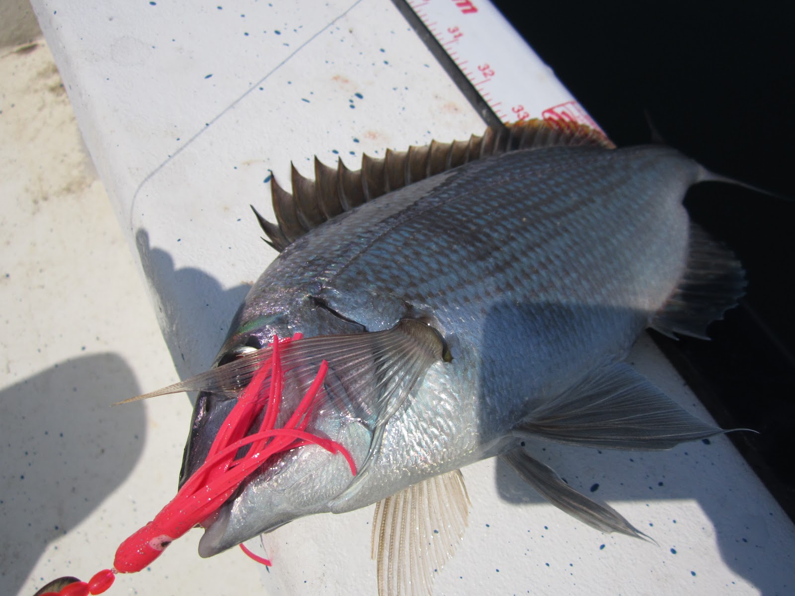 Rhode Island Striped Bass Bottom Feeders Abundant; NO Blues or Stripers