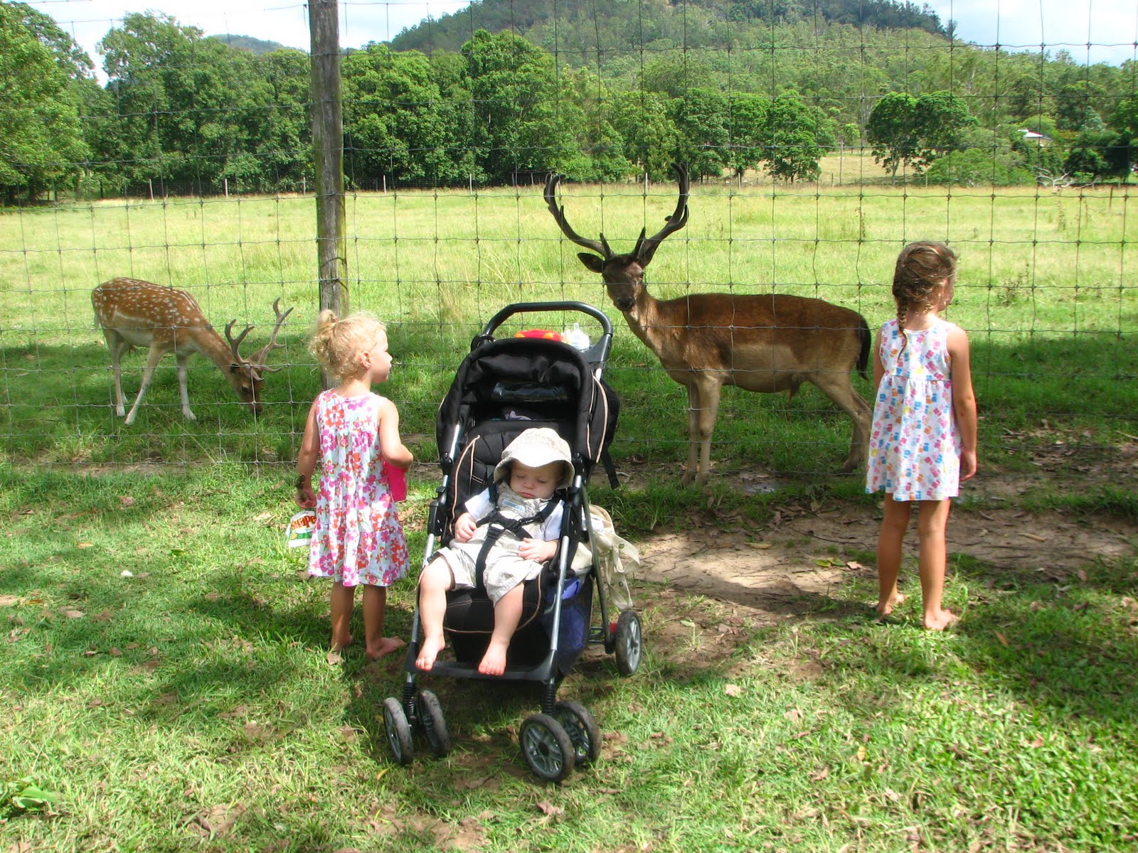 Imbil Deer Park