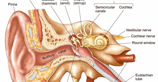 Hearing Clear: Anatomy of the Human Ear: Relation to Hearing Loss