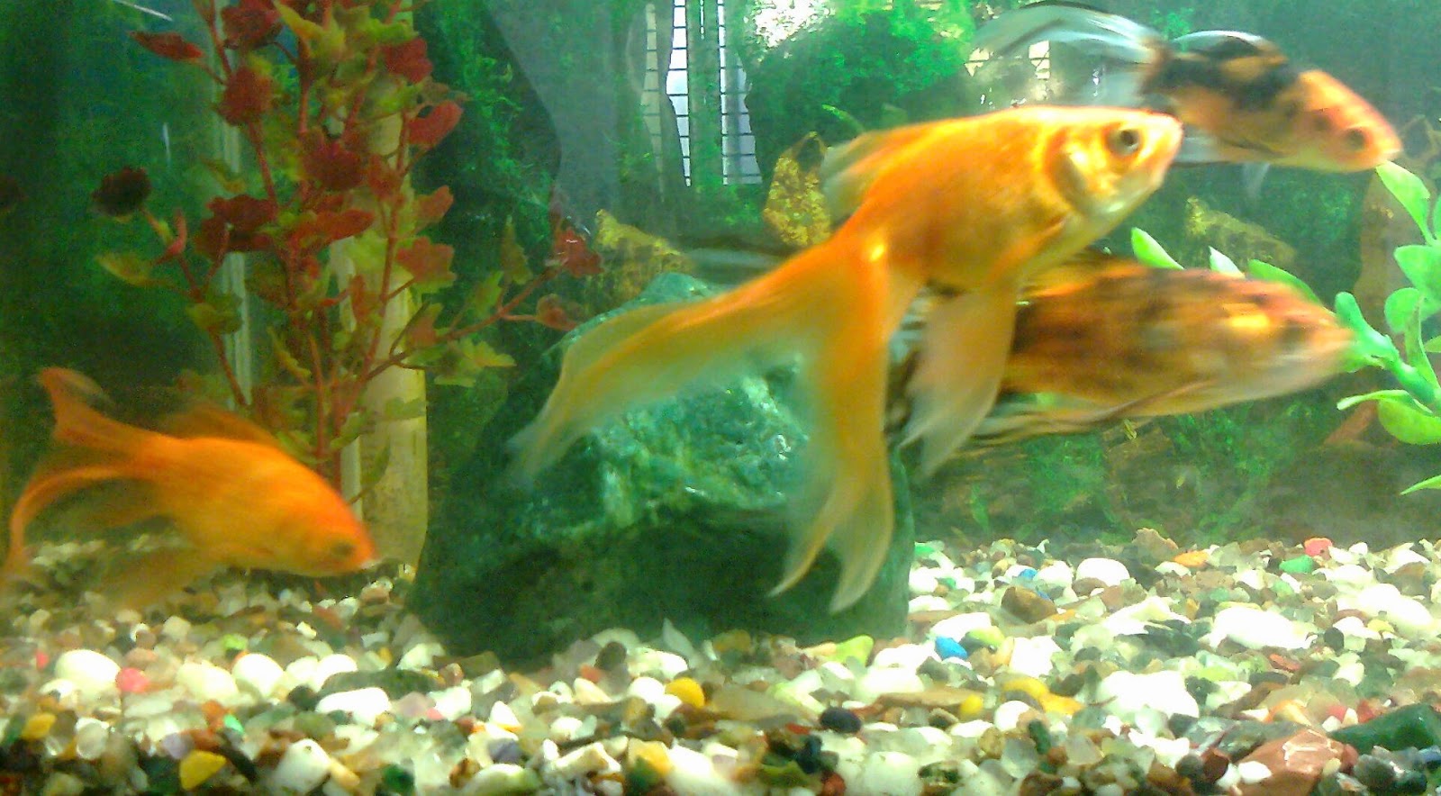 Pet Shop Ahmedabad aquarium colourful fish exhibition 2014