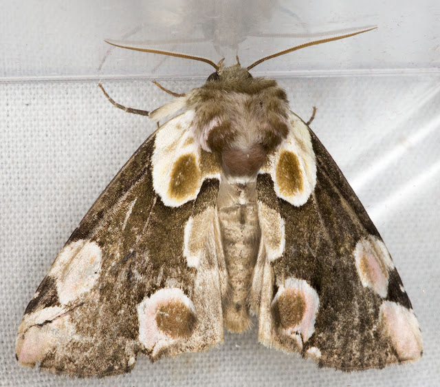 Peach Blossom, Thyatira batis.   Jubilee Country Park, 6 July 2012.