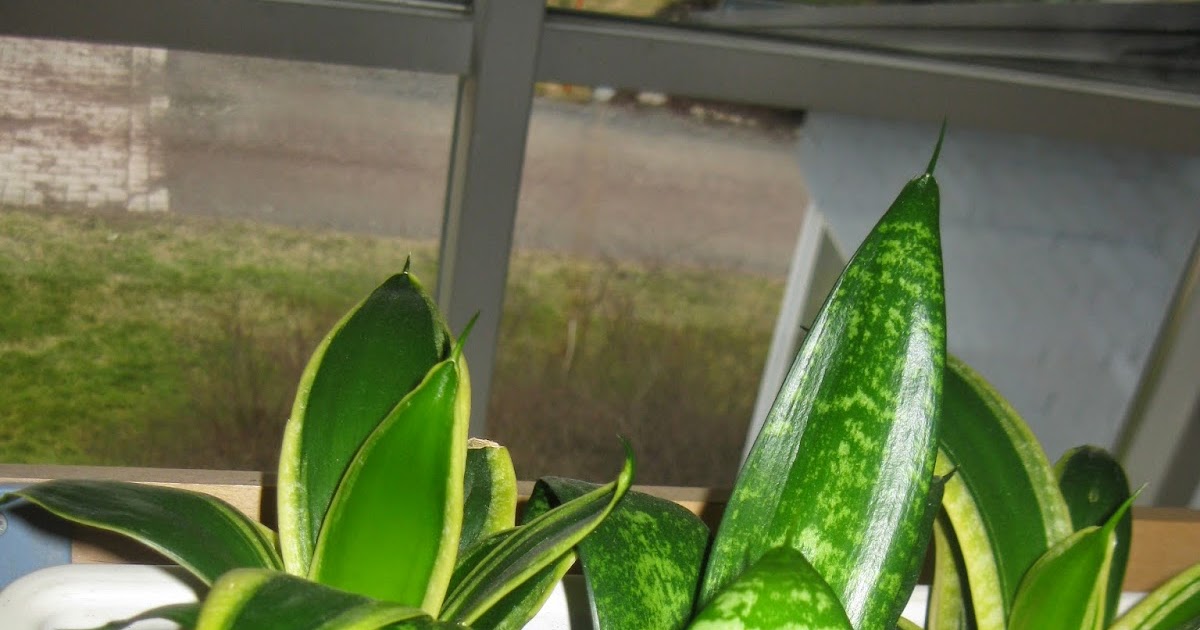 KasviKuningatar Sansevieria trifasciata 'Hahnii', anopinhammas