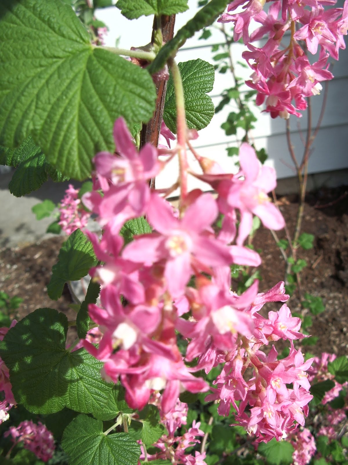 The Nature Of Portland Red Flowering Currant An Early Blooming