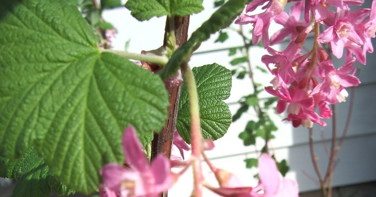 the Nature of Portland Redflowering Currant an EarlyBlooming Oregon