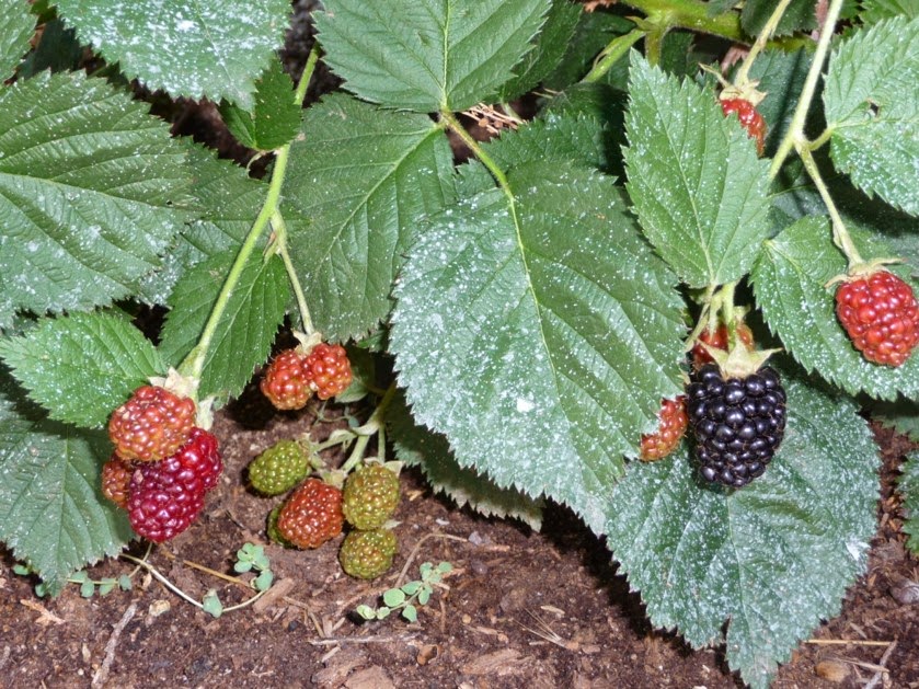 Growing Organic Brambles Growing Blackberries and Raspberries