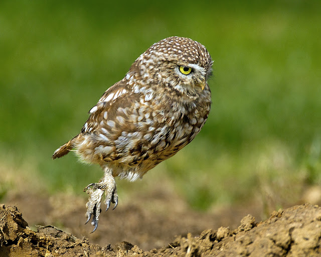 owls about that then! Walking Owls.