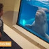 Φάλαινα μπελούγκα κάνει αγοράκι να κλάψει (video)