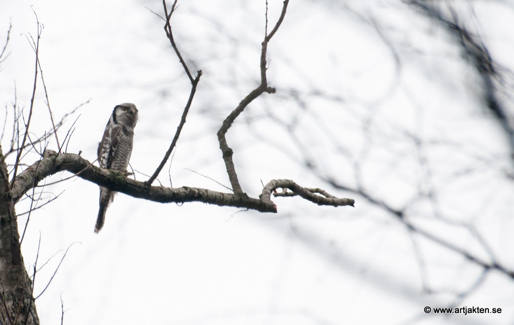 dejtingsida för yngre juniorer