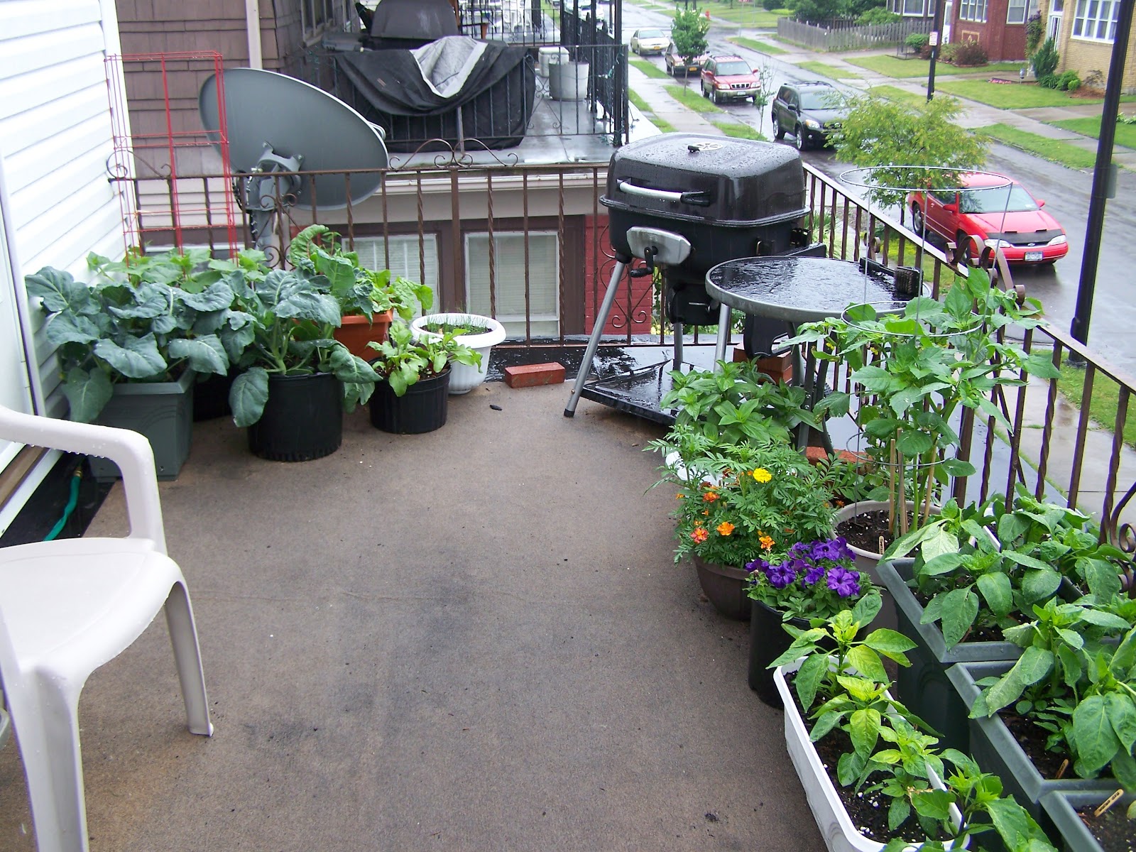 Captive Roots Zucchini in Containers Some Thoughts for a