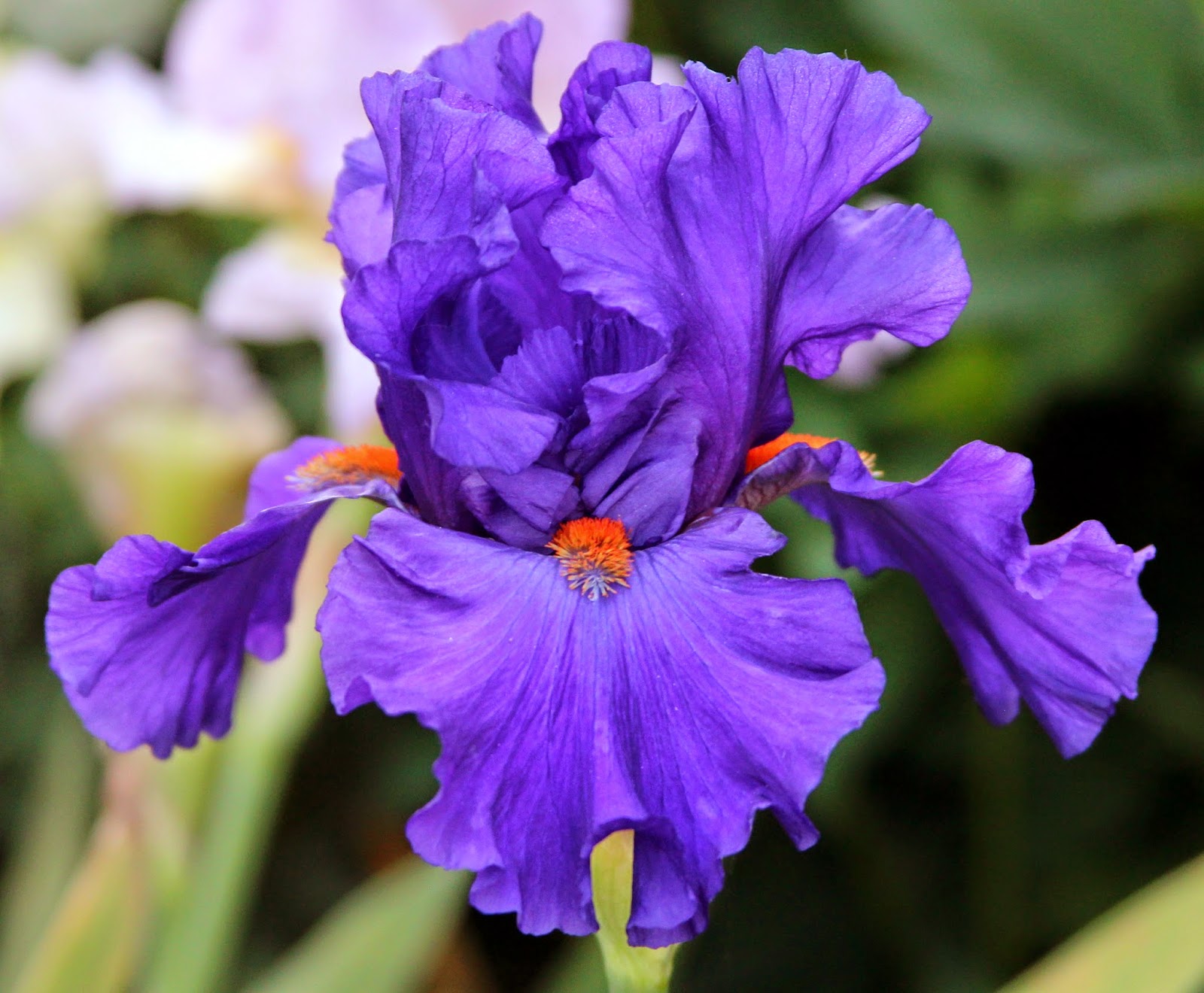 TALL BEARDED IRISESblooms from 2014 Sowing the Seeds