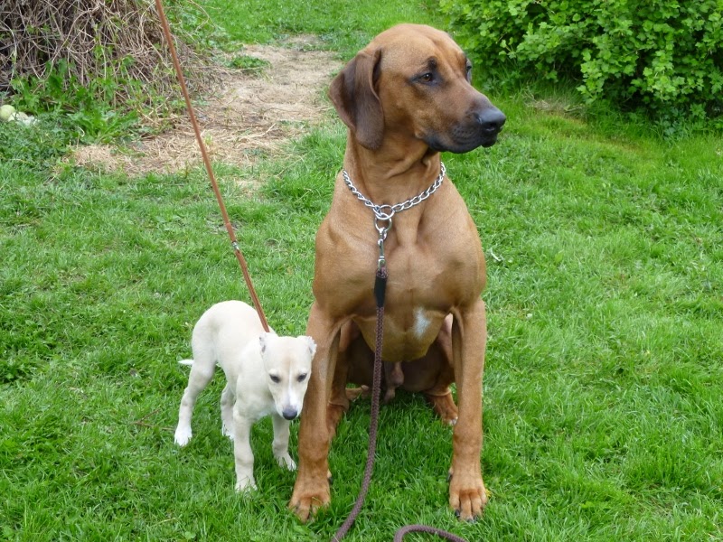 C´mere Whippets SULO, C´mere Missouri