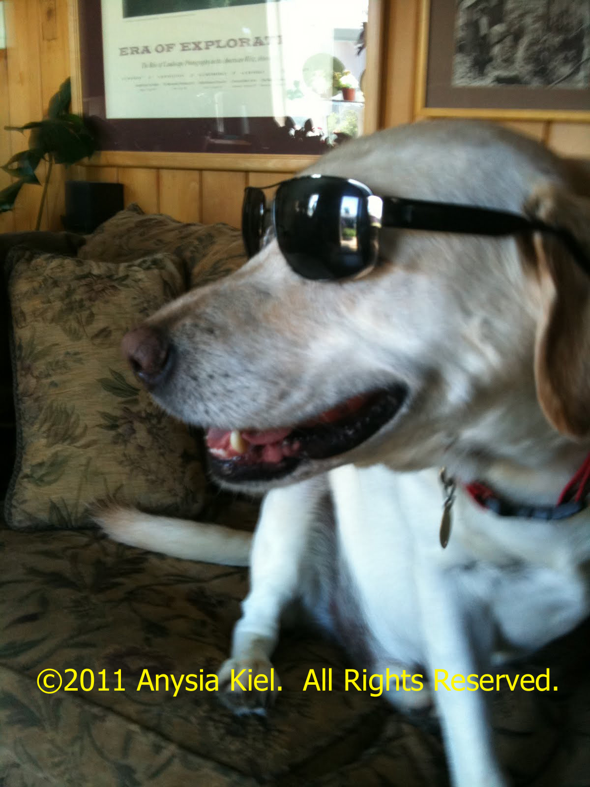 Why Do Dogs Absorb Their Puppies