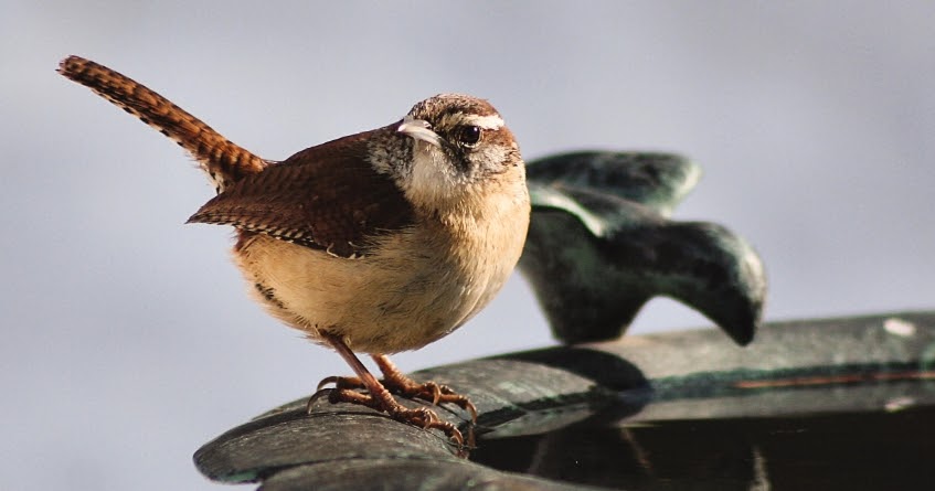 wild birds unlimited tips for choosing a bird bath wild birds unlimited tips for choosing a bird bath