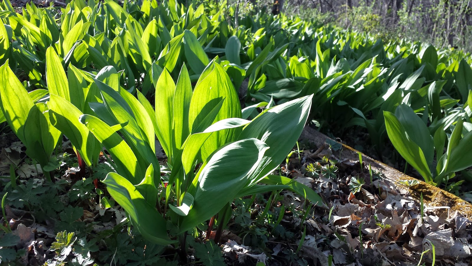 Big Rigs 'n Lil' Cookies Ramps (AKA Wild Leeks)