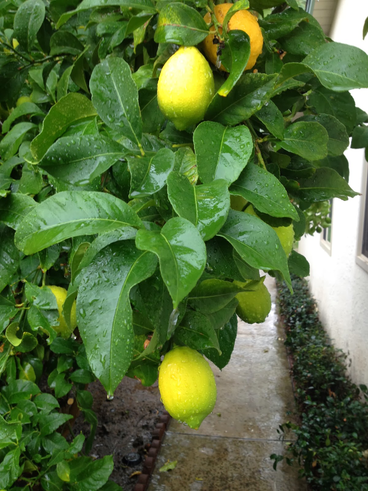 Fruit Tree Pruning at Its Best What is the Drip Line of a Tree?