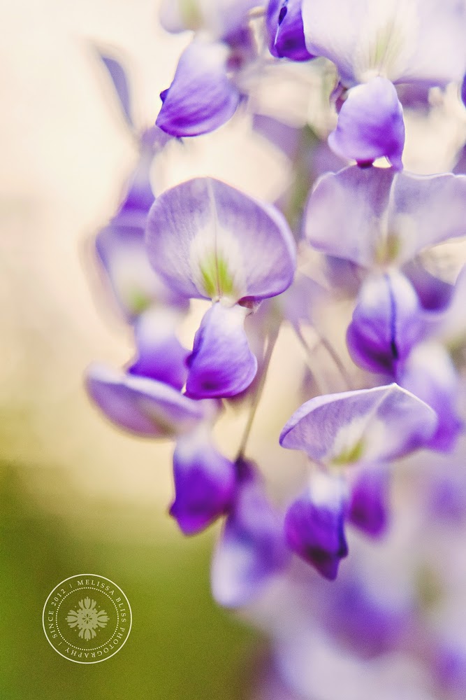 Serendipity is Sweet Had to stop and smell the flowers...