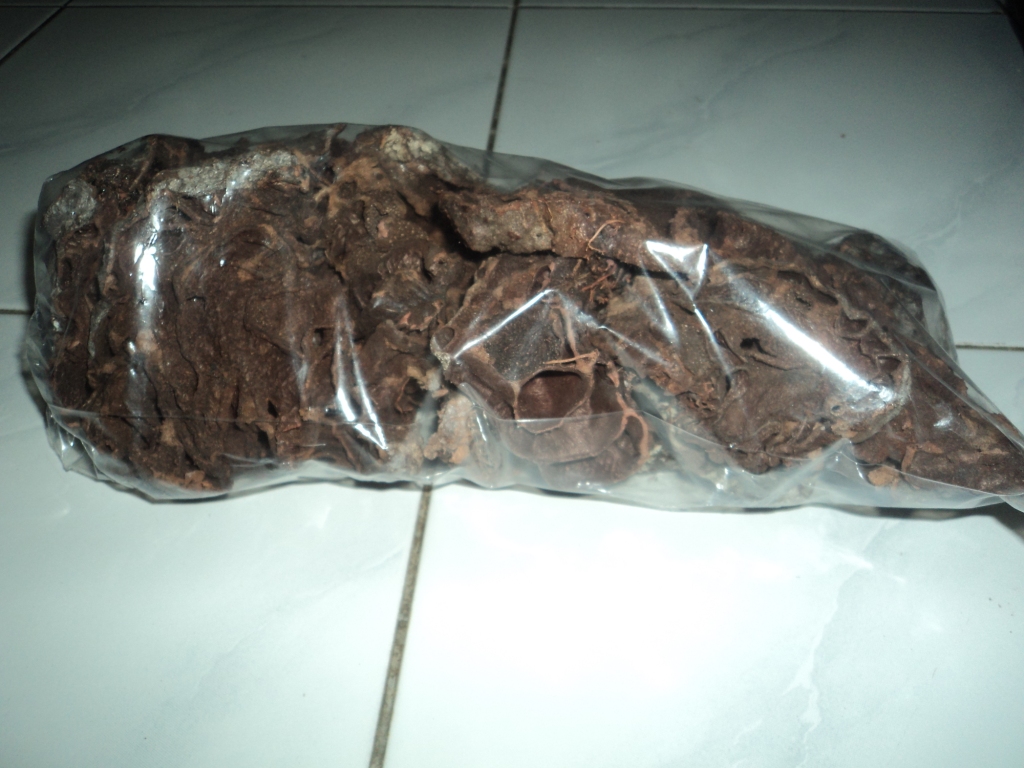 Sarang Semut Tumbuhan Obat Asli Papua ~ Share To The World