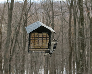 Downy Woodpecker, Friday, January 09, 2015, 12:33:58 PM