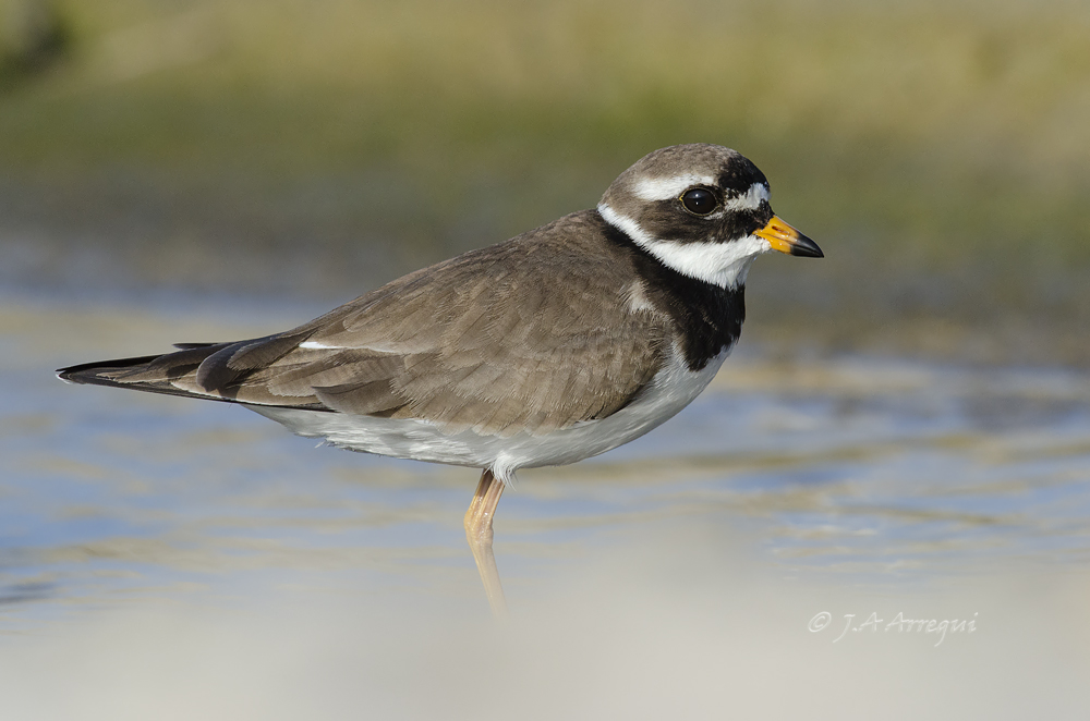 Chorlitejo grande, Charadrius hiaticula, Great Ringed Plover Chorlitejo grande, Charadrius hiaticula, Great Ringed Plover