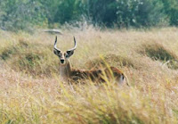 lechwe antelope