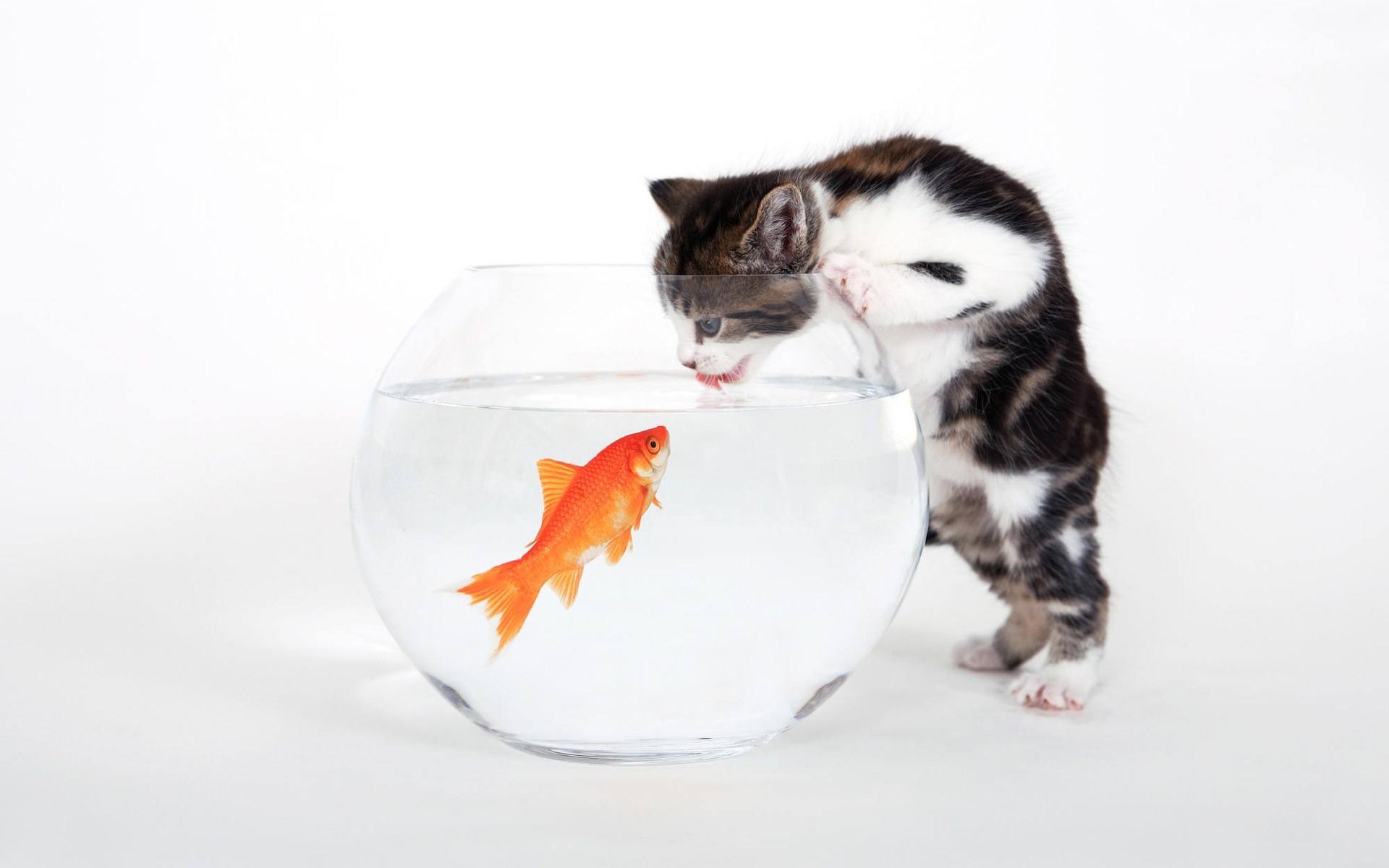 http://2.bp.blogspot.com/-e358IXVYKj4/UDzXuRX_kjI/AAAAAAAAEM0/NGwJwwPC3Po/s1920/cat+and+fish-white-1200.jpg