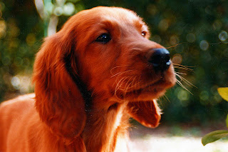 Purebred-Breeders-Irish-setter.jpg