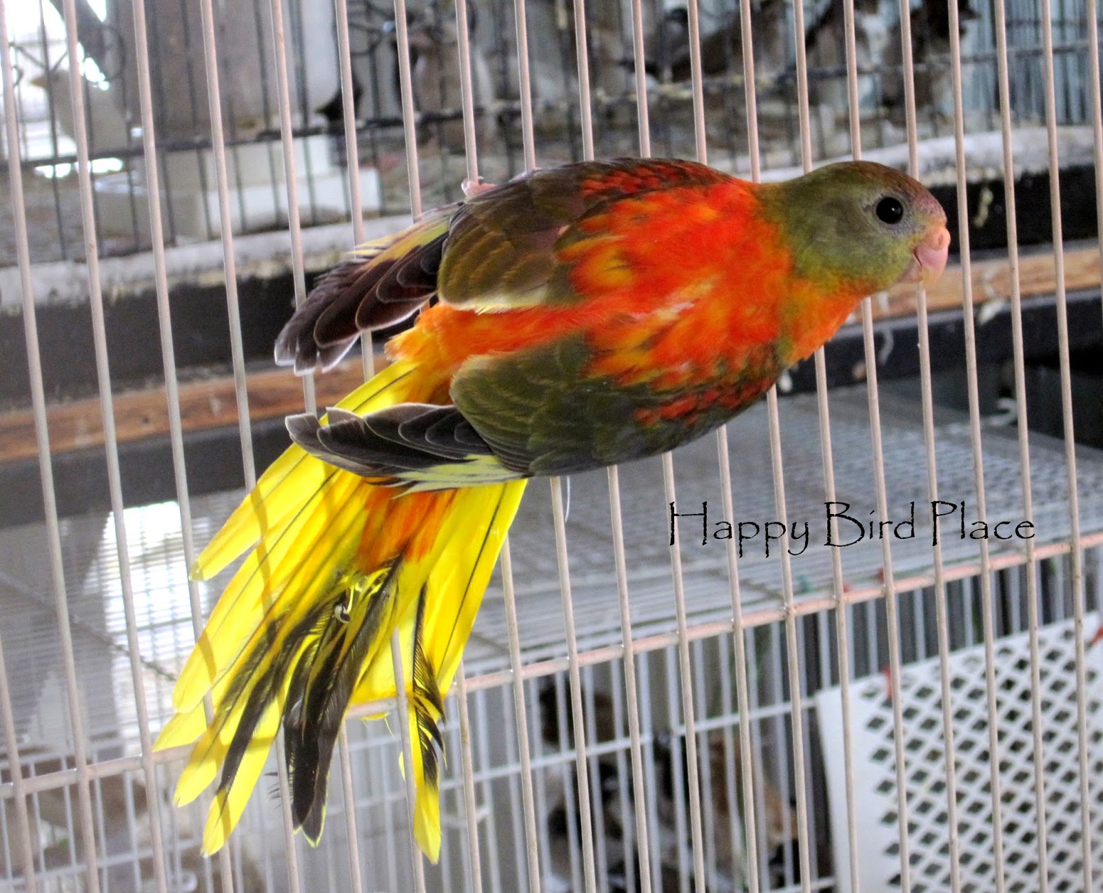 Happy Bird Place Finch and Grasskeet Blog March 2014