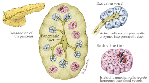 gtranatomy: April 2011
