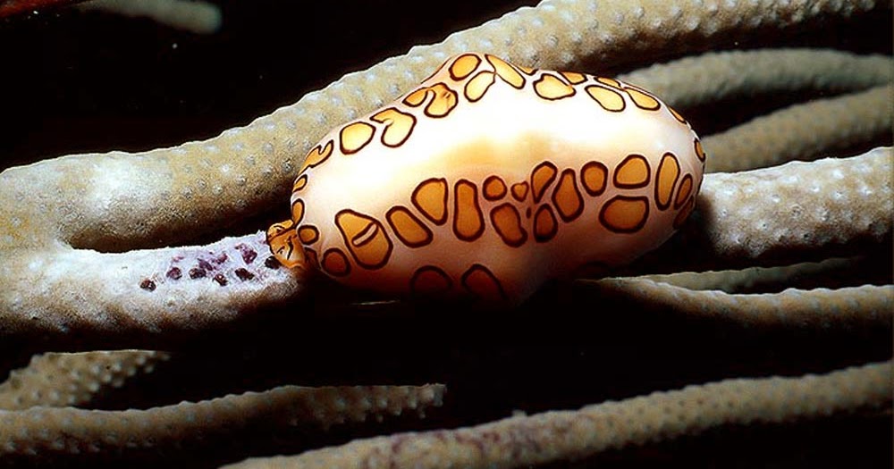 Life under the blue water : The Flamingo tongue snail – a beautiful and