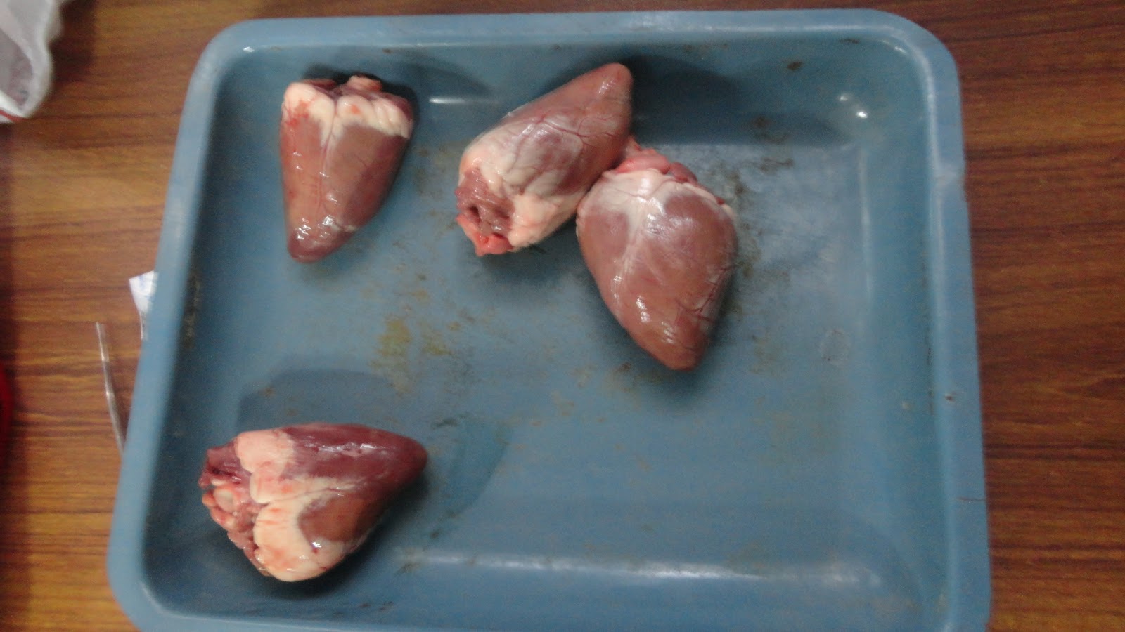 Healthy Heart Goat S Heart Dissection