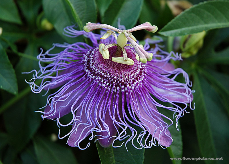 PassionFlower