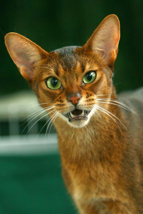 Pet's We Love Top 5 Short Haired Cats Breed