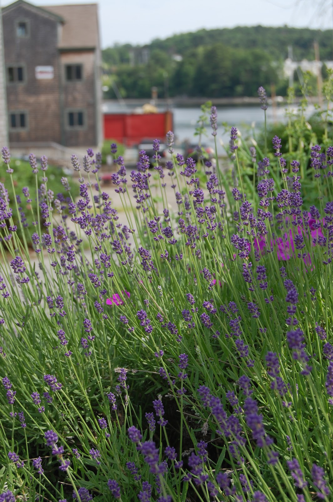 Sprouts Flowers Around Town Belfast, Maine