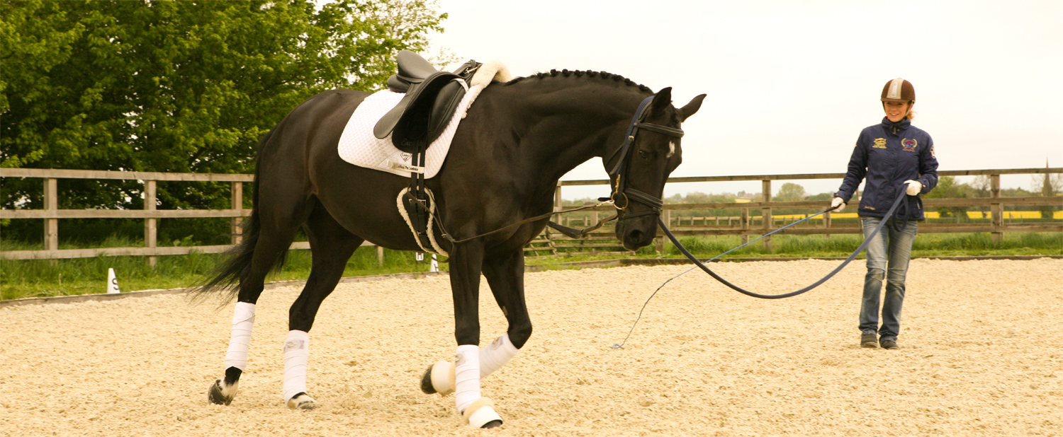 2019 year - How to Lead a Horse 2019 year