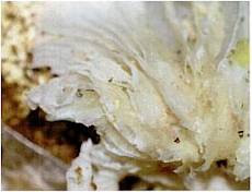 Hama penyakit pada jamur tiram putih