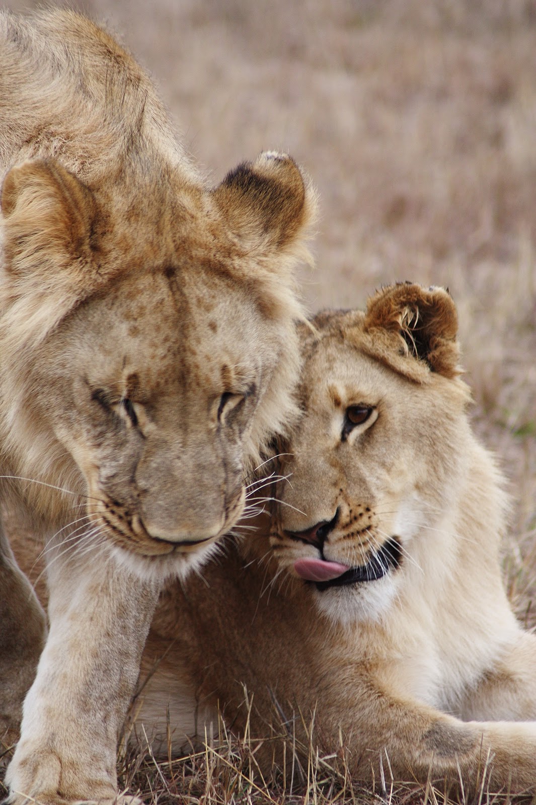 wildfolio New Lion Photos