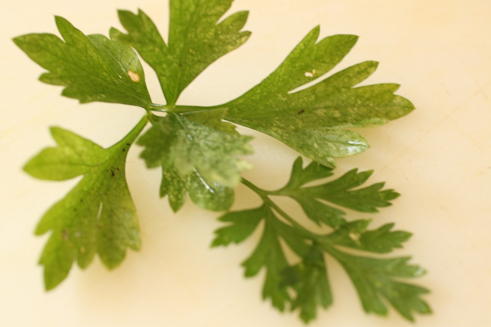 Malaysian HerbalsParsley=Petroselinum crispus(82)பார்ஸ்லி சூப் கீரை