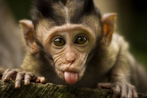 Funny+Cute+Monkey_1.jpg