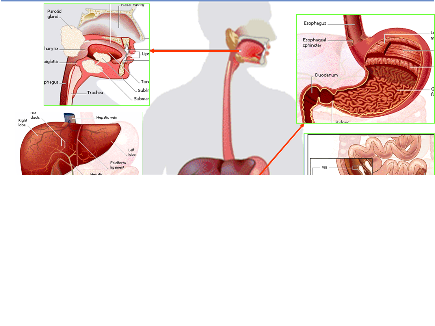 Digestive System Absorption Food Absorption vrogue.co