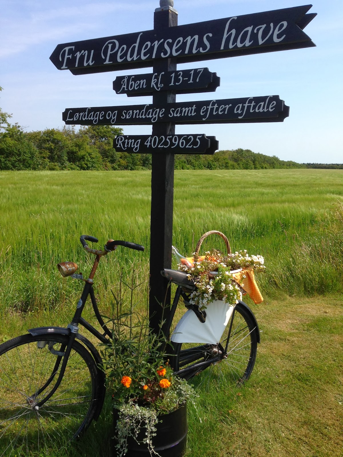 Fru pedersens have: olietønder forvandlet til plantebeholdere.