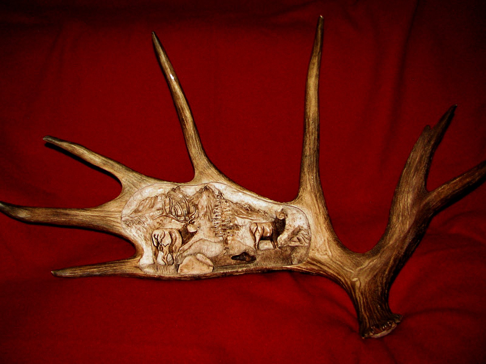 CALL OF THE WILD Moose Horn Carvings