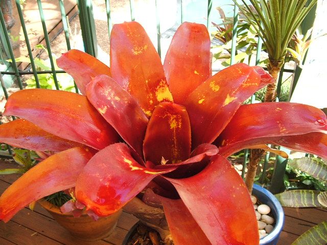 Neoregelia lucky swede