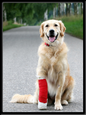 Ruff Rider Dog Seat Belt Reviews Ruff Rider Dog Seat Belt Reviews