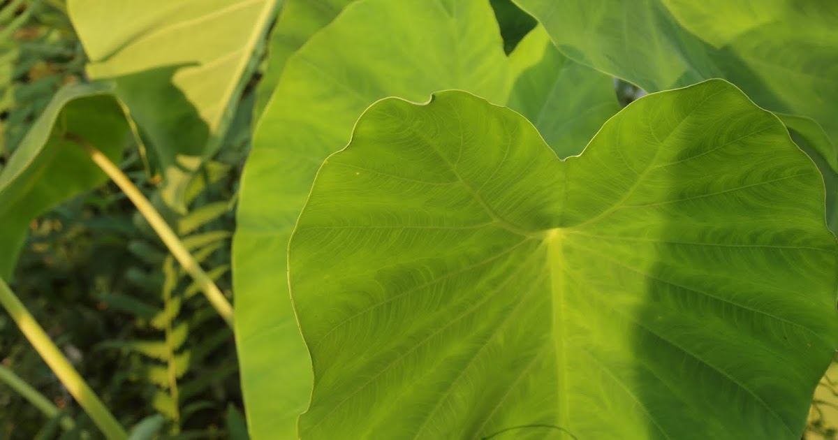 angels and people, life in New Orleans elephant ears